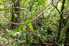 Dendrobium cumulatum