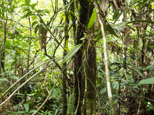 Dendrobium cumulatum, photograph 3