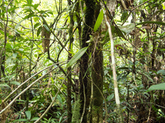 Dendrobium cumulatum