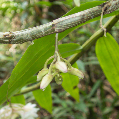 Dendrobium cumulatum, photograph 4