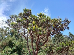 Vochysia thyrsoidea
