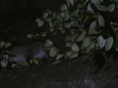 Paradoxurus musangus