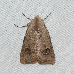 Eucoptocnemis fimbriaris