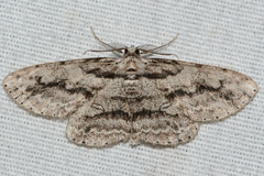 Iridopsis pergracilis