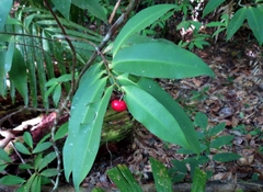 Ardisia brevipedata