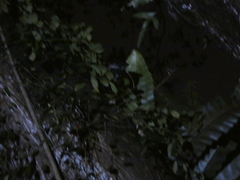 Paradoxurus musangus