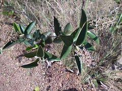 Miconia fallax