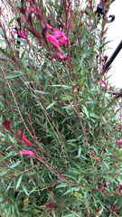 Magnoliopsida
