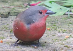 Lagonosticta rubricata