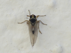 Laodelphax striatella