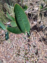 Miconia fallax