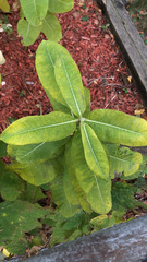 Asclepias syriaca