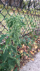 Chenopodium album