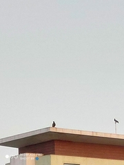 Acridotheres tristis