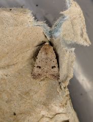 Caradrina kadenii