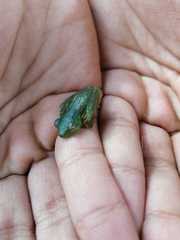 Espadarana prosoblepon