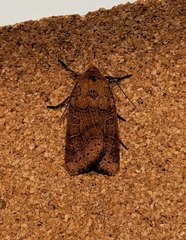 Agrochola pistacinoides