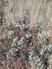 Sabicea brasiliensis