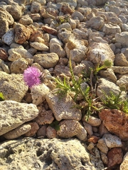 Carduus hamulosus