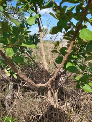 Aegiphila verticillata