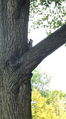 Sciurus carolinensis