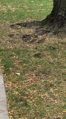 Passer domesticus