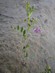 Vicia tsydenii