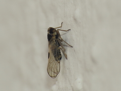 Laodelphax striatella