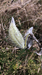 Asclepias syriaca