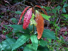 Macaranga subdentata