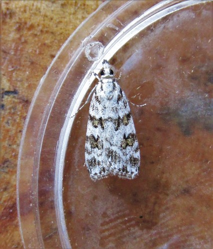 Scoparia pyralella