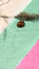 Harmonia axyridis