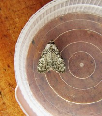 Meganola strigula