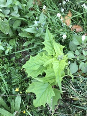 Chenopodiastrum hybridum