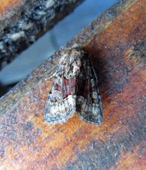 Oligia strigilis