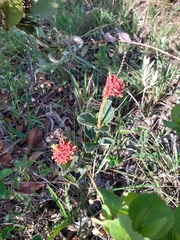 Palicourea officinalis