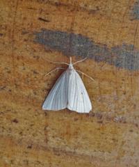 Macrochilo cribrumalis
