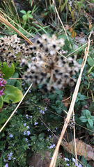 Angiospermae