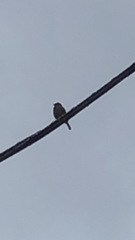 Passer domesticus