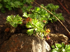 Alchemilla procumbens