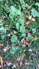 Plantago major
