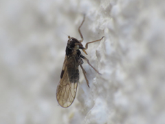 Laodelphax striatella