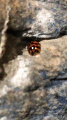 Harmonia axyridis