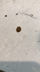 Harmonia axyridis