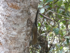 Callosciurus orestes