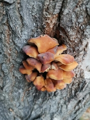 Flammulina velutipes