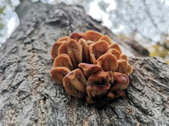 Flammulina velutipes