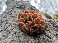 Flammulina velutipes