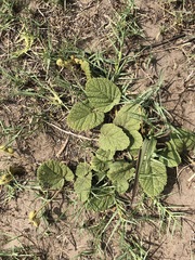 Hermannia transvaalensis