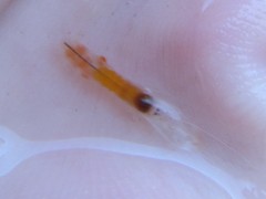 Athanopsis australis